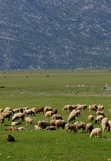 Тур по домам с пуговицами в Ормане