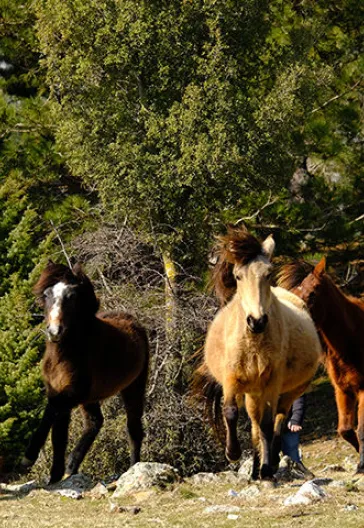 Тур по домам с пуговицами в Ормане