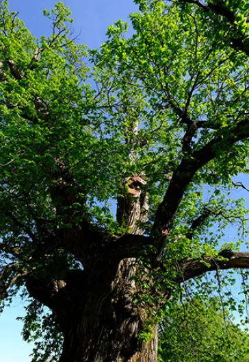Тур по домам с пуговицами в Ормане