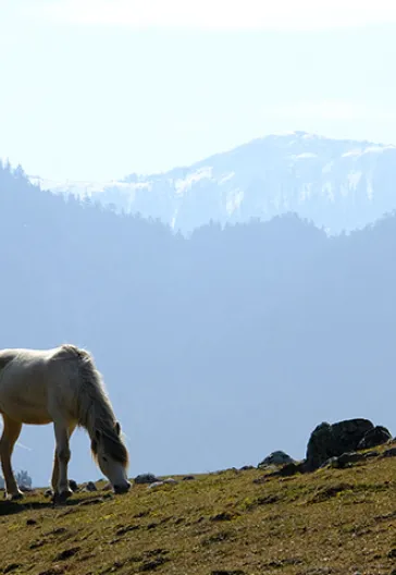 Тур по домам с пуговицами в Ормане