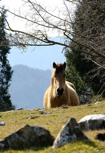 Тур по домам с пуговицами в Ормане